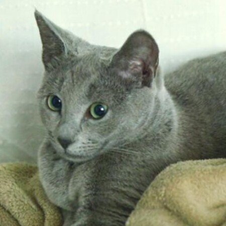 Profile picture of Vinci